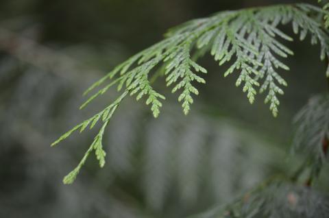 Looking for Northern White Cedar | Extension